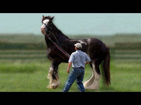 , title : 'CABALLO CLYDESDALE (Caballo clydesdale tamaño,peso,altura)|Hipica4patas'