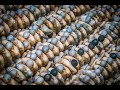 The Mega Prison In El Salvador S Gang Crackdown