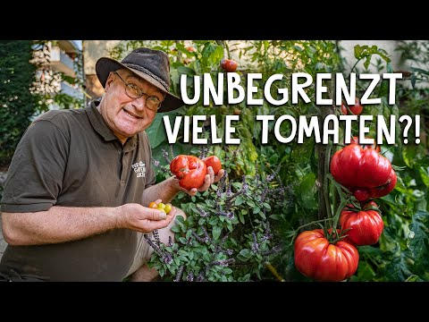 Samen aus eigenen Tomaten gewinnen! 🍅 - schnell & einfach Tomatensamen ziehen
