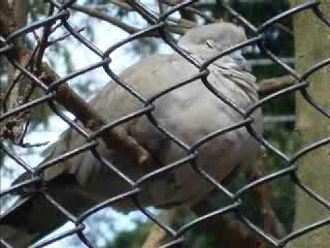 sagar sari chokho new