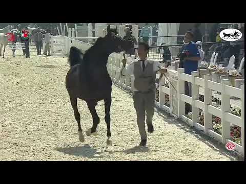 N 279 QS MARZIO   Abu Dhabi International Arabian Horse Championship 2021   Stallions 4 6 Years Old
