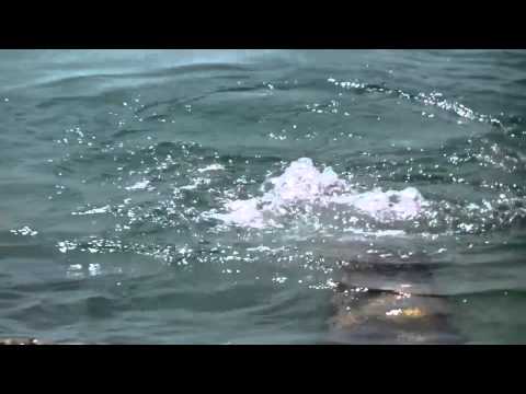 La única sirena real que pudo grabarse de cerca