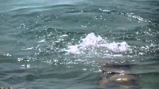 Download lagu La única sirena real que pudo grabarse de cerca mp3