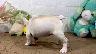 フレンチブルドッグの動画01