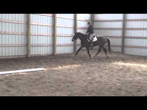 Con Quidam H- 2011 Old G, Jumper prospect (Contempo x Quidam de Revel x Galoubet)