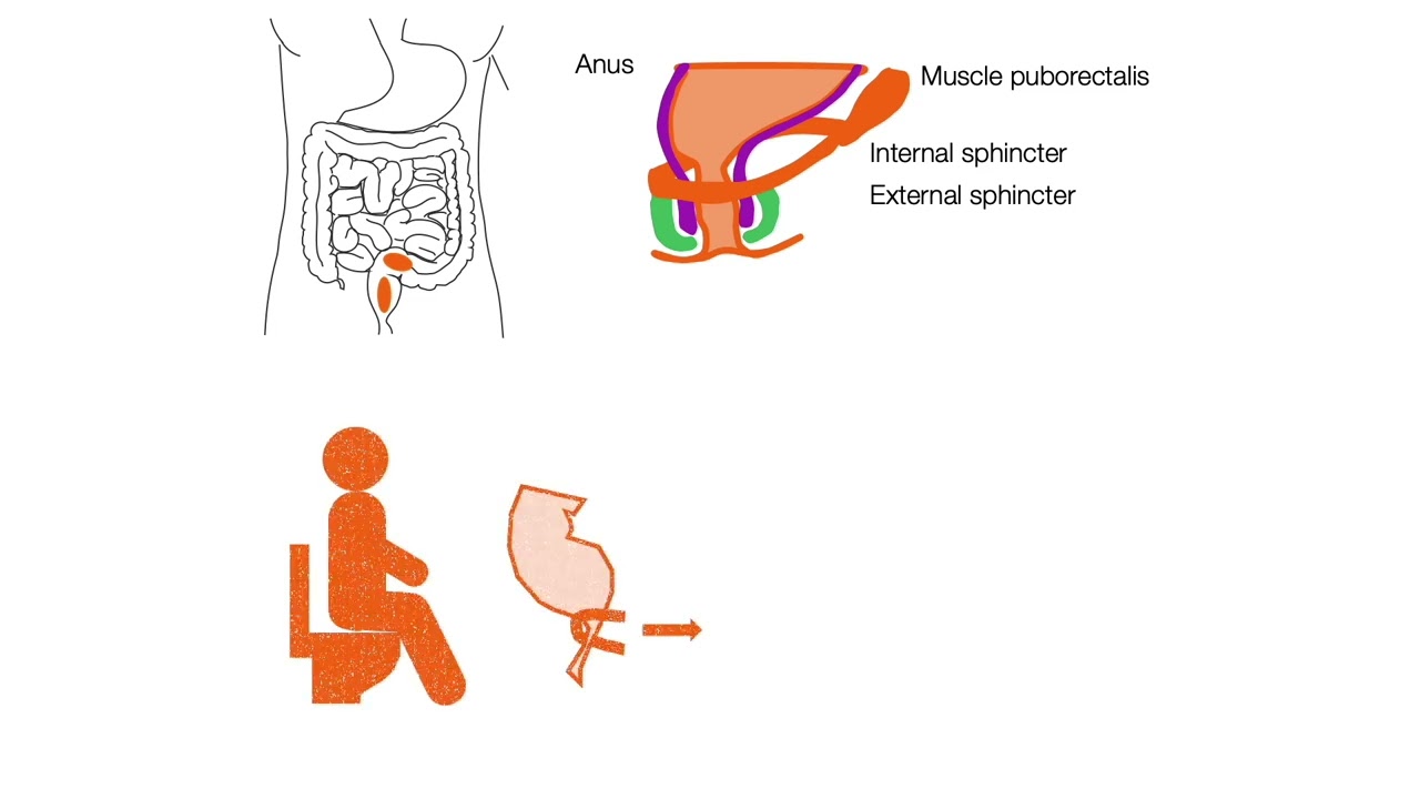 The complexity of the digestive system - Defecation
