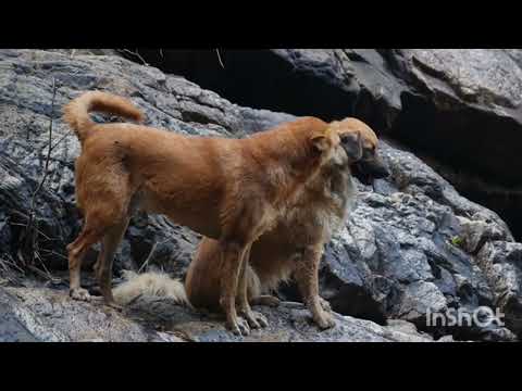 you tub#viralvideo funny.dog