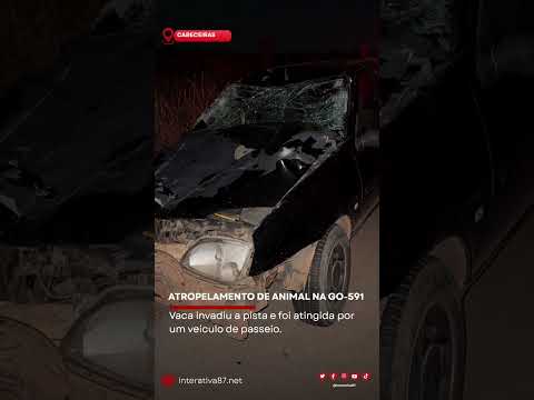 VACA É ATROPELADA NA GO-591 EM CABECEIRAS