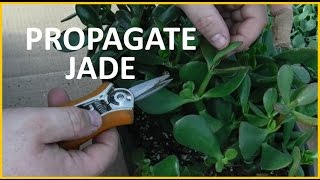 How to propagate - Jade Succulent