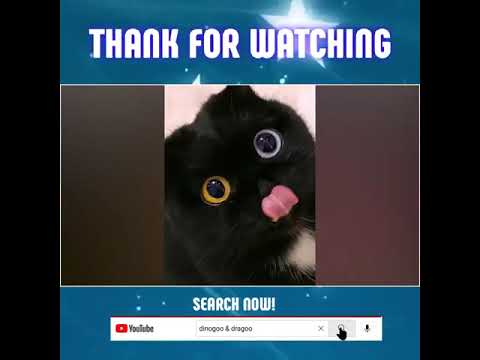 Angry Cats Compilation Of 2022 😺 Videos That Will Have You Almost Choking With Laughter