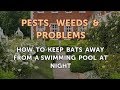 How To Keep Bats Away From A Swimming Pool At Night