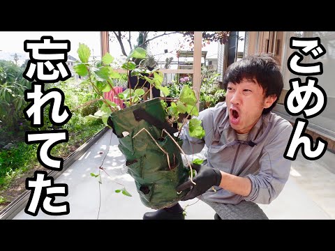 園芸 逆説的なニンニク