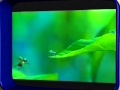 Bugs Life Preview Trailer 1998