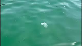 salerno-ecco-come-il-battello-spazza-mare-bonifica-le-acque