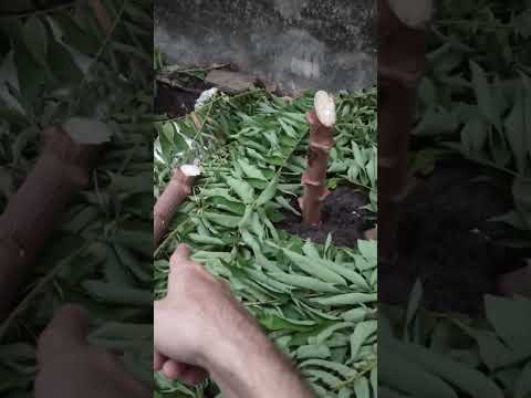 COMO PLANTAR MANDIOCA E MACAXEIRA