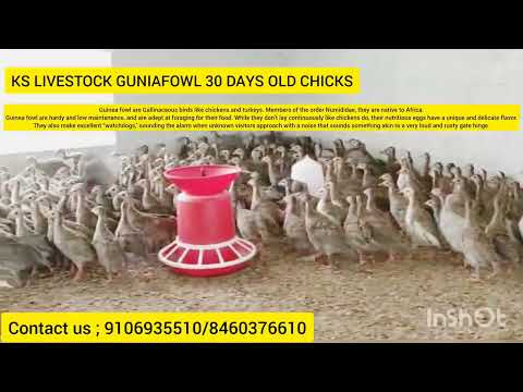 Month old guniea fowl chicks