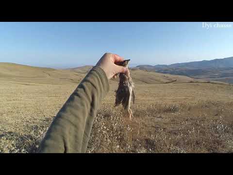 Chasse à la caille des blés avec pointer anglais saison 2020 Hunting quail with english pointer