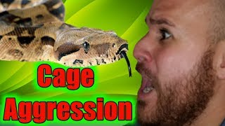 How To Handle A Cage Aggressive Snake. Motley Boa Constrictor. SerpentSityExotics