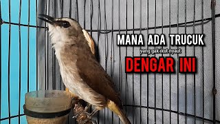 Download lagu trucukan gacor TARUNG ROPEL PANJANG pancingan trucukan agar bunyi jadikan burung trucuk gacor NYAUT mp3