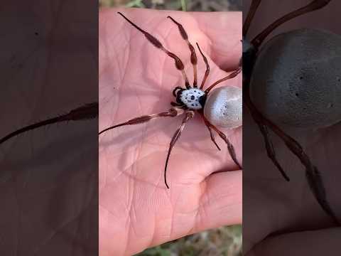 #araignée  #lesvideosdeloic #animaux #araignee  #arachnophobia  #Australie