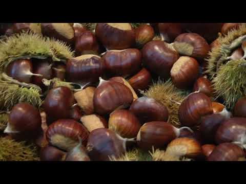 TELEPONTE - Il 21 e il 22 settembre, 12° Festa della Castagna