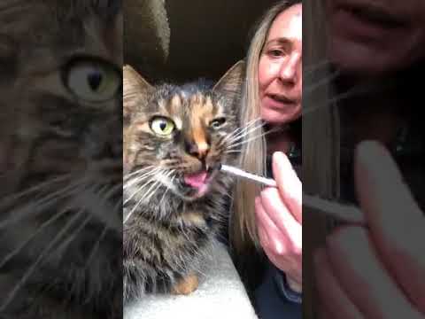 Training my indoor semi-feral cats to take medication via oral syringe!