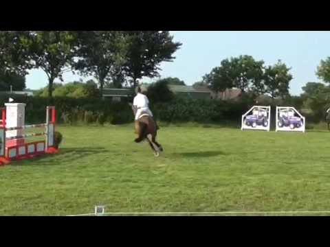 Cascari x Silvester, geb. 2009