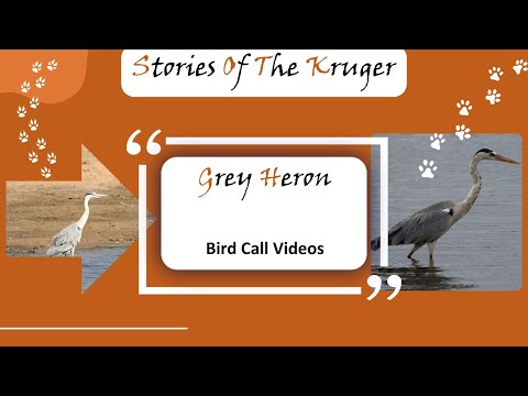 Volavka popolavá (Ardea cinerea) — hlas a videodokument z Krugerového parku