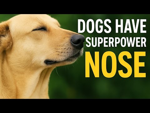 Dogs Have Superpower Nose 👃🐶 | Amazing Dog Smelling Facts | Muneeb Animal World