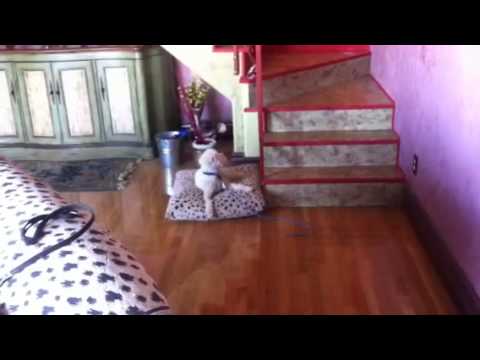 Duke Dog Training / Coaching video.