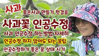 사과 인공수정 꽃상태 인공수정하는방법[사과재배]