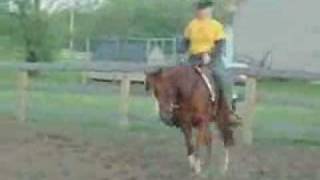 preview picture of video 'Smart Young Nic- 2007 AQHA Reining Prospect'