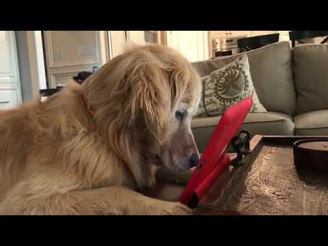 Dog is completely entranced by video of a bird.