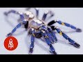 These Sapphire Tarantulas Are Losing Their Home