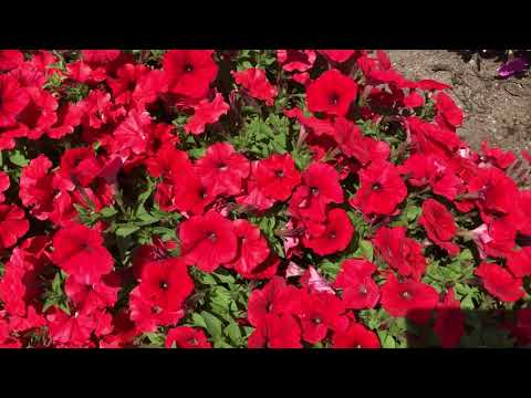 Видео о петунии Долли F1 серия МиМи от Партнер