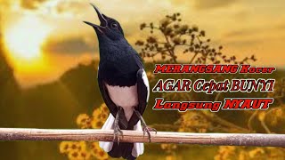Download lagu Pancingan kacer, masteran kacer durasi panjang Berjam jam! mp3 Download lagu Pancingan kacer, masteran kacer durasi panjang Berjam jam! mp3