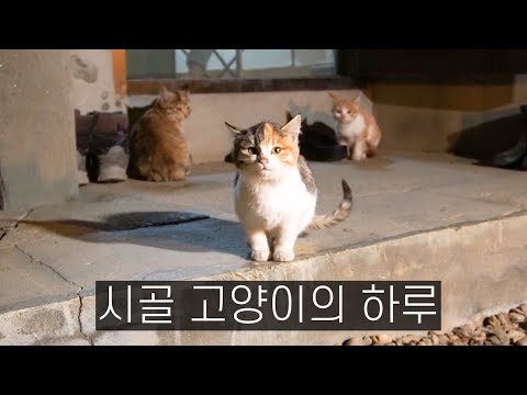 시고르 고양이가 진짜 귀엽습니다