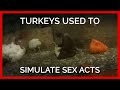 Turkeys Used To Simulate Sex Acts At Humane Farms Supplying Top Grocers
