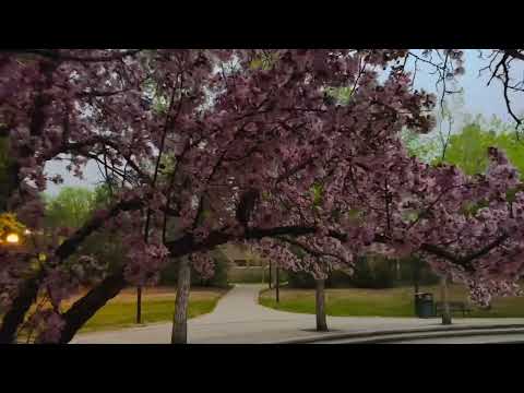 Cherry blossom @Saskatoon, Canada