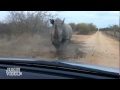 Man vs wild Rhinoceros attacks vehicle at kruger ...