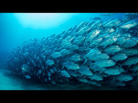 Dimethyl-Beta-Propiothetin (DMPT)