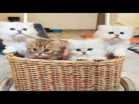 Cute little cats