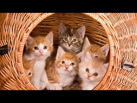 amazing cat videos, cats compilation, cats meowing, cats funny video, cute cats