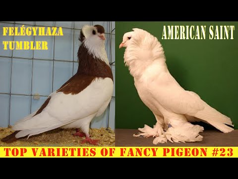 , title : 'Top Varieties Of Fancy Pigeon #23'