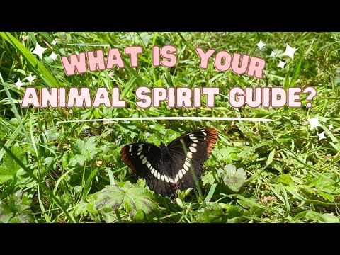 The 5 Types of Animal Spirit Guides (and how they assist you!)