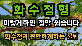 #샤인머스켓재배기술 #화수정형화수정리 #농사꿀팁시설대형비가림비닐하우스 #노하우 #포도꽃
