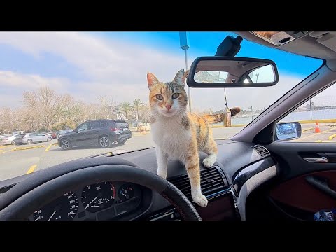 A Stray cat gets into my car and wants me to Adopt it and take it home.