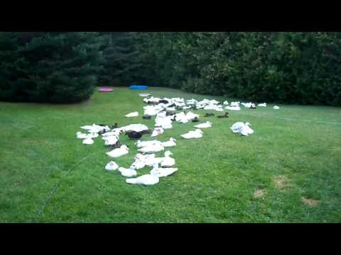 Dealing With 167 Duck's Feces Excrement In My Yard #36 Raising Ducks Day 44