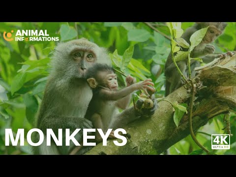 Amazing Monkeys Collection 8K HDR 60 FPS Video Ultra HD | Animal Informations