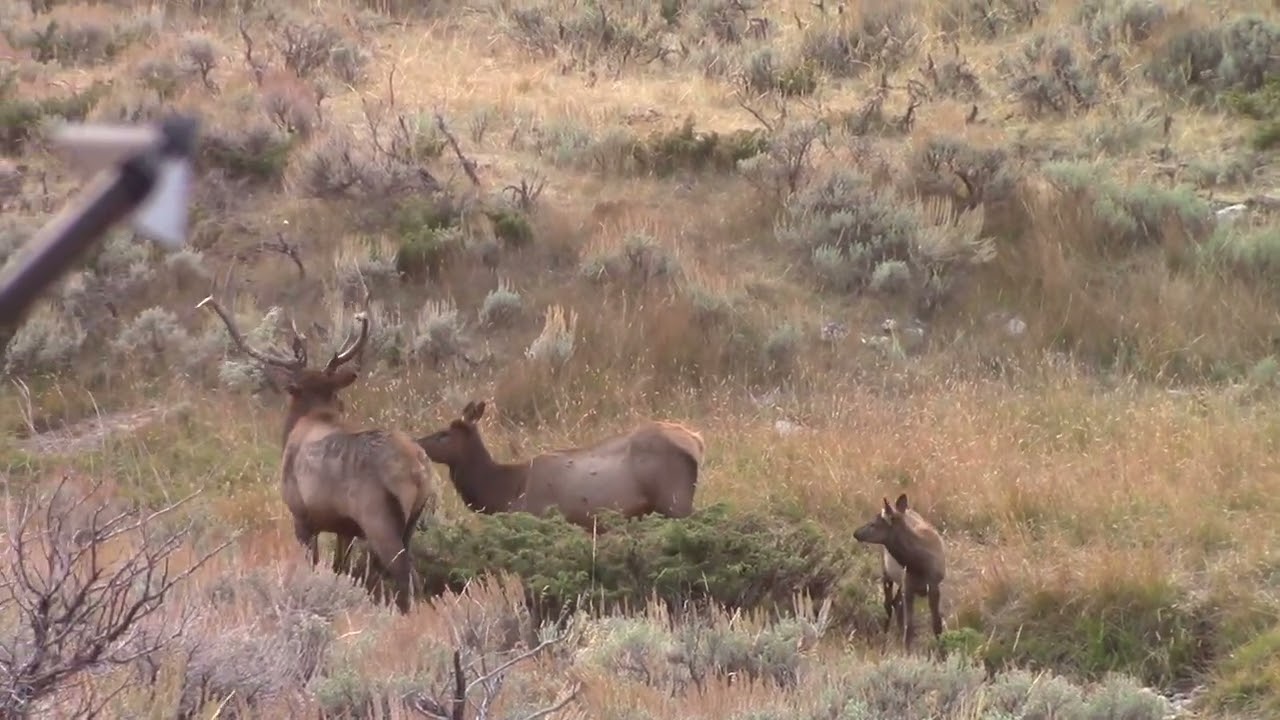 Elk Everywhere